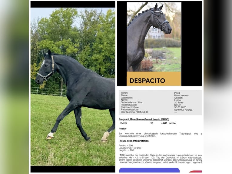 Hanoverian Mare 23 years 16,2 hh Black in Schnabelwaid