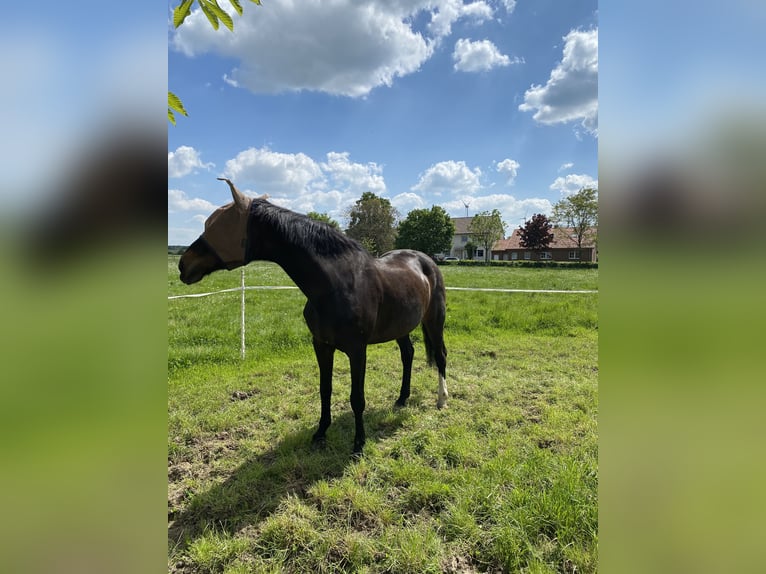 Hanoverian Mare 23 years 16,3 hh Brown in Büren