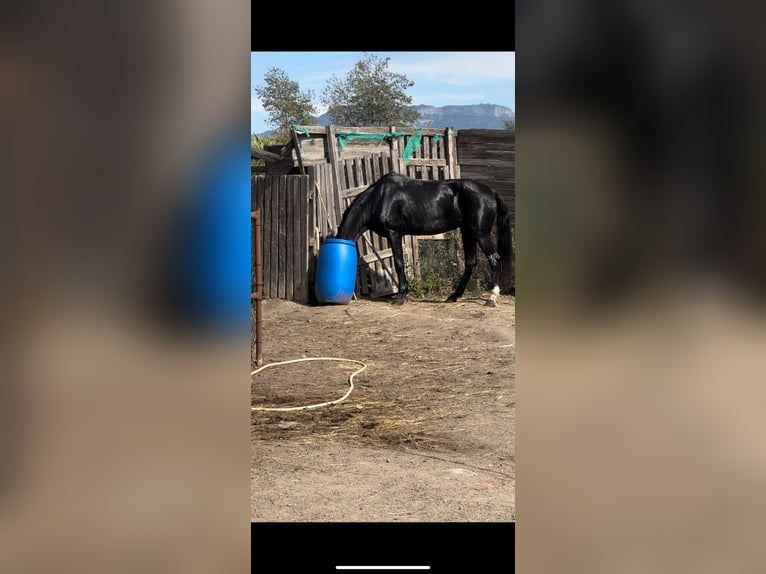 Hanoverian Mix Mare 25 years 17 hh Black in Sant Julia De Vilatorta