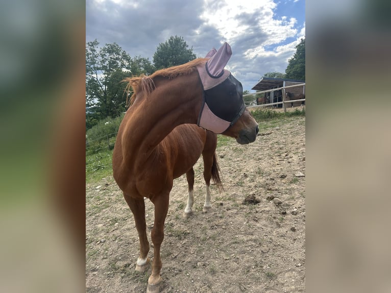 Hanoverian Mare 26 years in Boppard