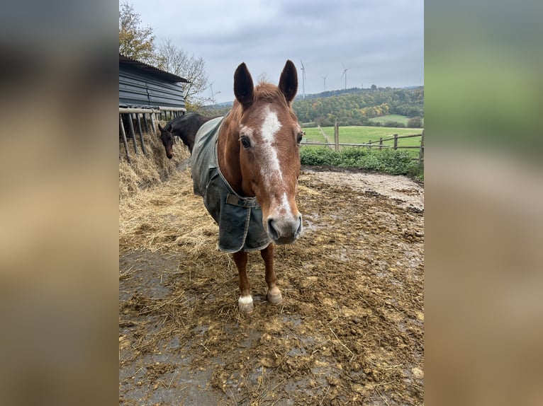 Hanoverian Mare 26 years in Boppard