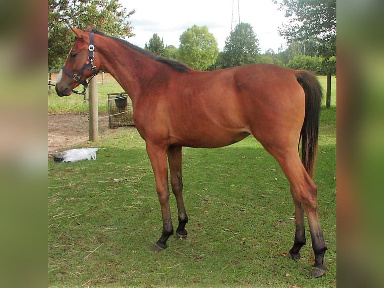 Hanoverian Mare 2 years 14,3 hh Brown in Falkensee