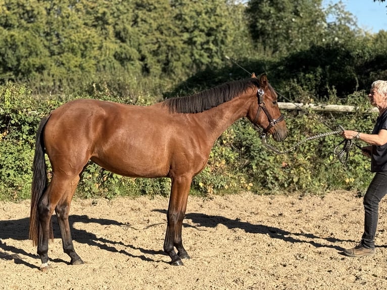 Hanoverian Mare 2 years 14,1 hh Brown in Simmerath