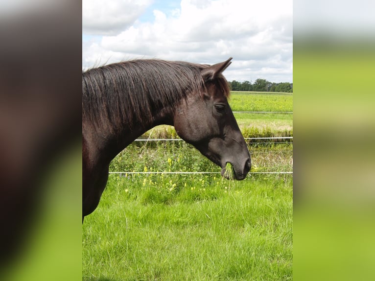 Hanoverian Mare 2 years 15,1 hh Black in Rehden