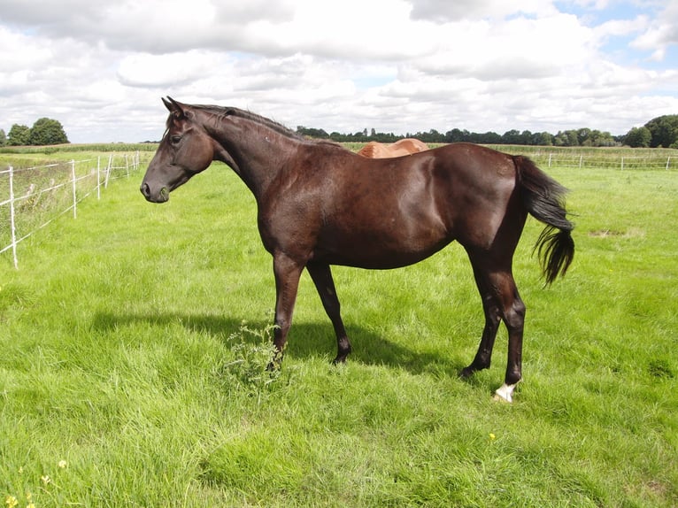 Hanoverian Mare 2 years 15,1 hh Black in Rehden