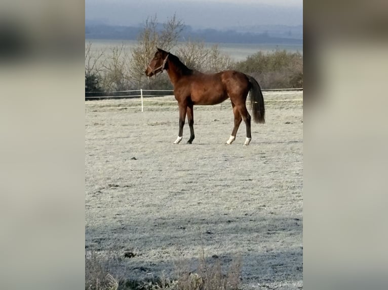 Hanoverian Mare 2 years 15.2 hh Brown in Eckartsberga