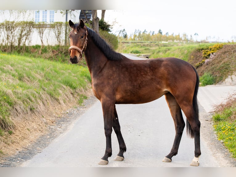 Hanoverian Mare 2 years 15.2 hh Brown in Spytkowice