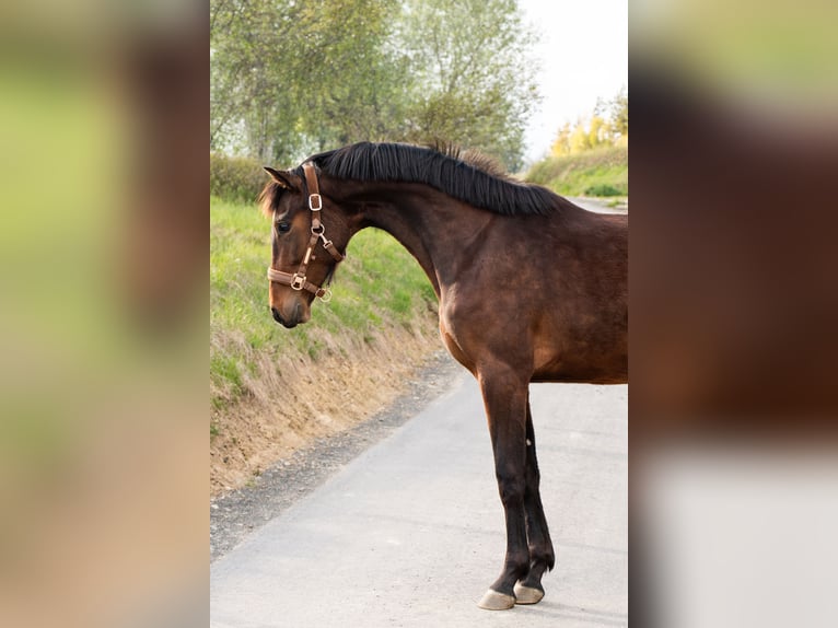 Hanoverian Mare 2 years 15.2 hh Brown in Spytkowice