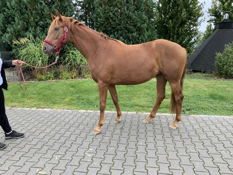 Hanoverian Mare 2 years 15,2 hh Chestnut-Red in Ayeneux