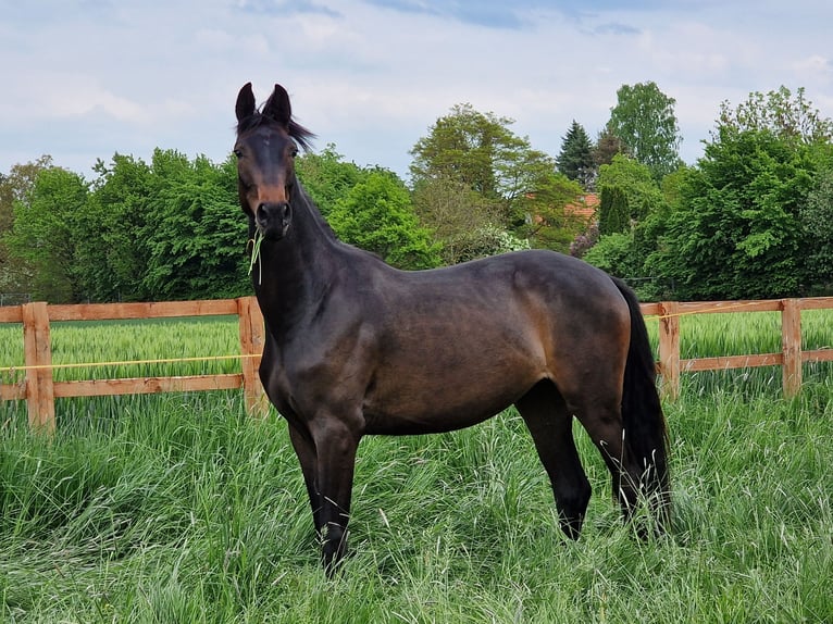 Hanoverian Mare 2 years 15.2 hh Smoky-Black in Bad Münder am Deister