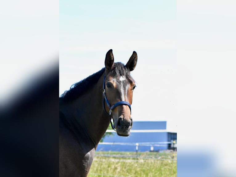 Hanoverian Mare 2 years 15.3 hh Bay-Dark in Illertissen