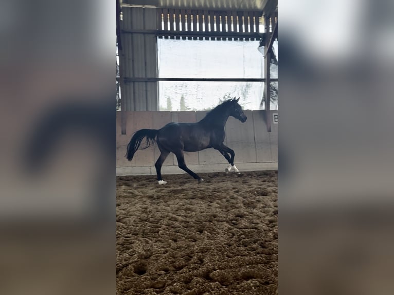 Hanoverian Mare 2 years 15.3 hh Bay-Dark in Illertissen