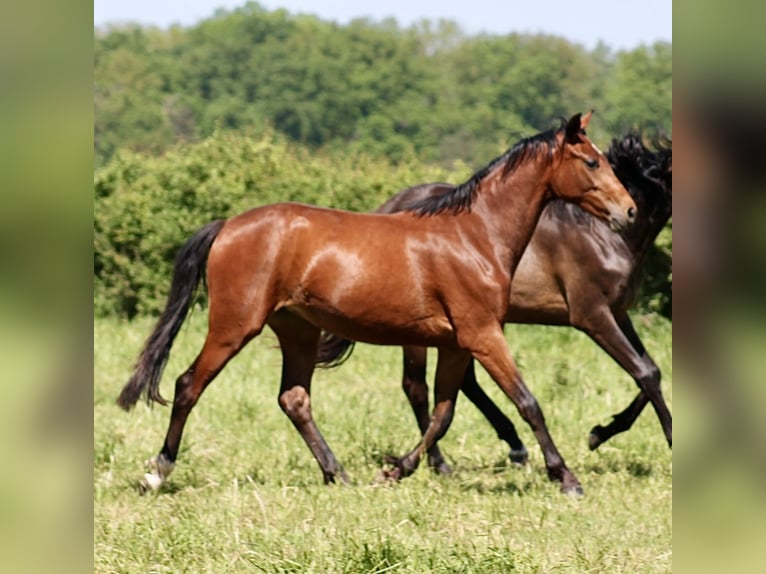 Hanoverian Mare 2 years 15,3 hh Bay-Dark in Neustadt am Rübenberge