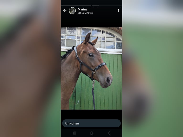 Hanoverian Mare 2 years 15,3 hh Brown in Großenkneten