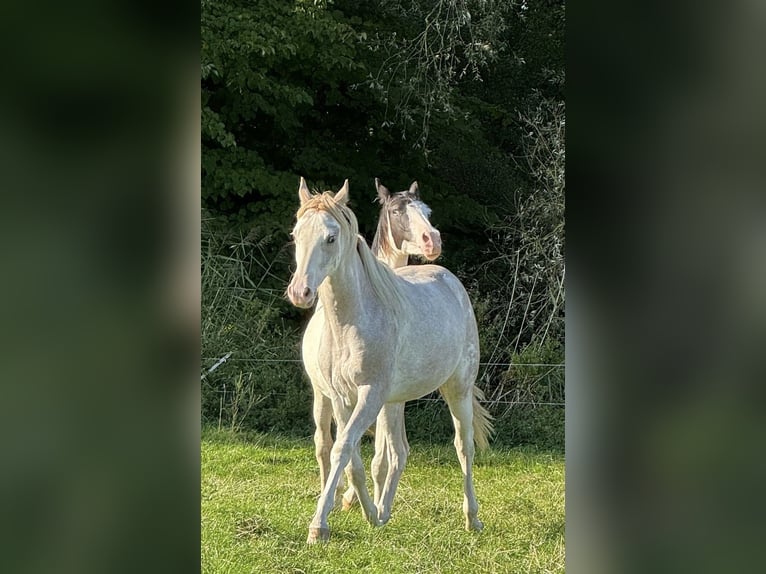 Hanoverian Mare 2 years 15.3 hh White in Witzwort