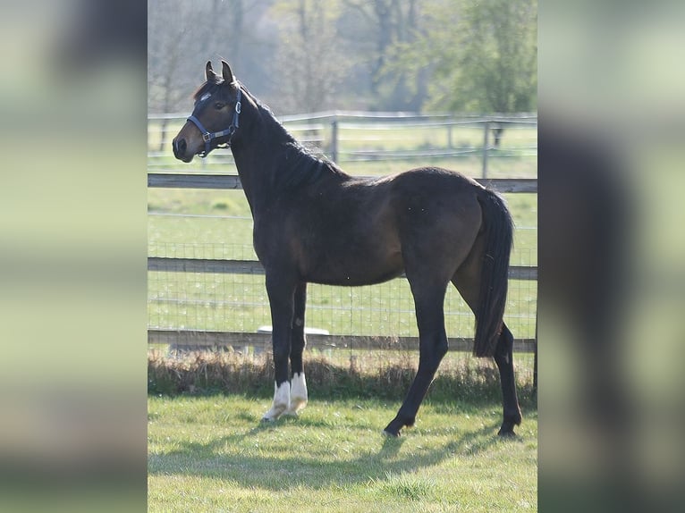 Hanoverian Mare 2 years 15,1 hh Bay-Dark in Isernhagen