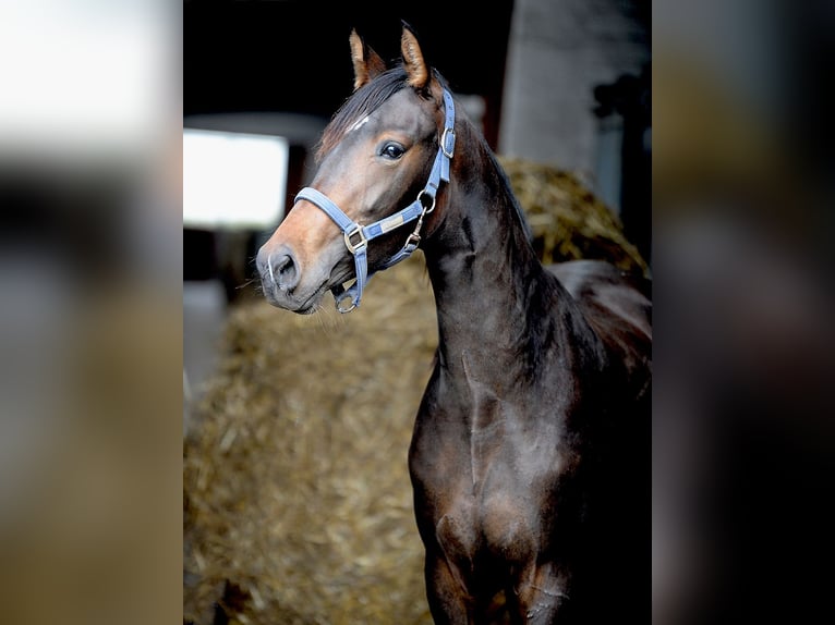 Hanoverian Mare 2 years 15,1 hh Bay-Dark in Isernhagen