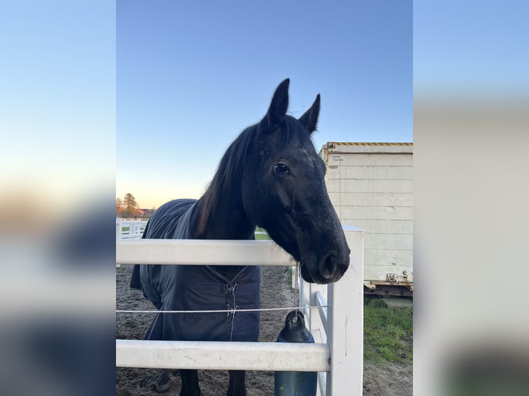 Hanoverian Mare 2 years 15,1 hh Grey in Ostrhauderfehn