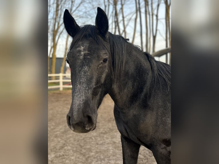 Hanoverian Mare 2 years 15,1 hh Grey in Ostrhauderfehn
