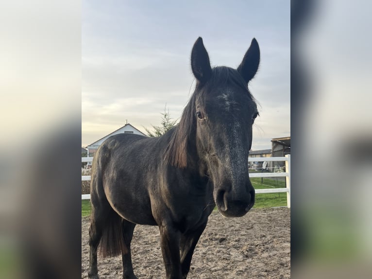 Hanoverian Mare 2 years 15,1 hh Grey in Ostrhauderfehn