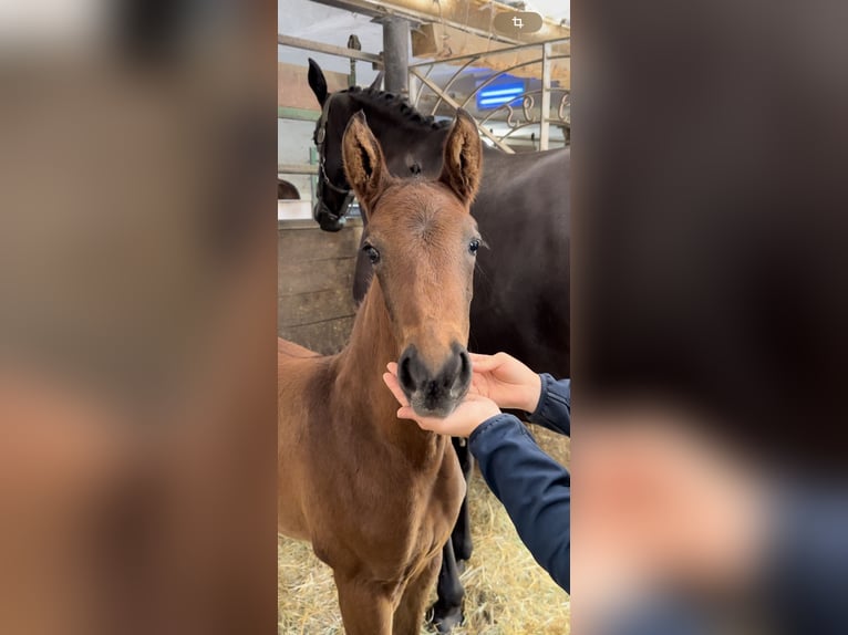 Hanoverian Mare 2 years 15,2 hh Bay-Dark in Wessobrunn