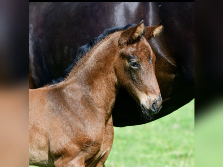 Hanoverian Mare 2 years 15,2 hh Bay-Dark in Wessobrunn