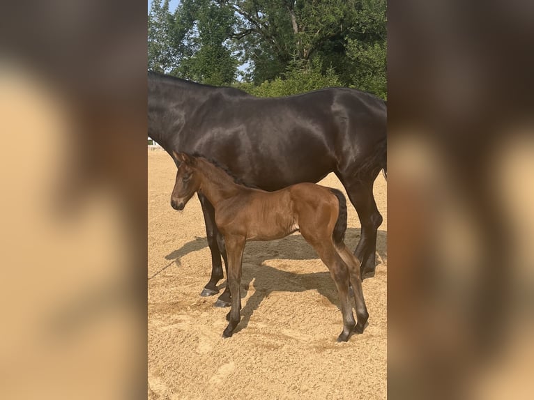 Hanoverian Mare 2 years 15,2 hh Bay-Dark in Wessobrunn
