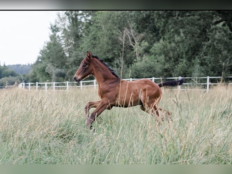 Hanoverian Mare 2 years 15,2 hh Bay-Dark in Wessobrunn
