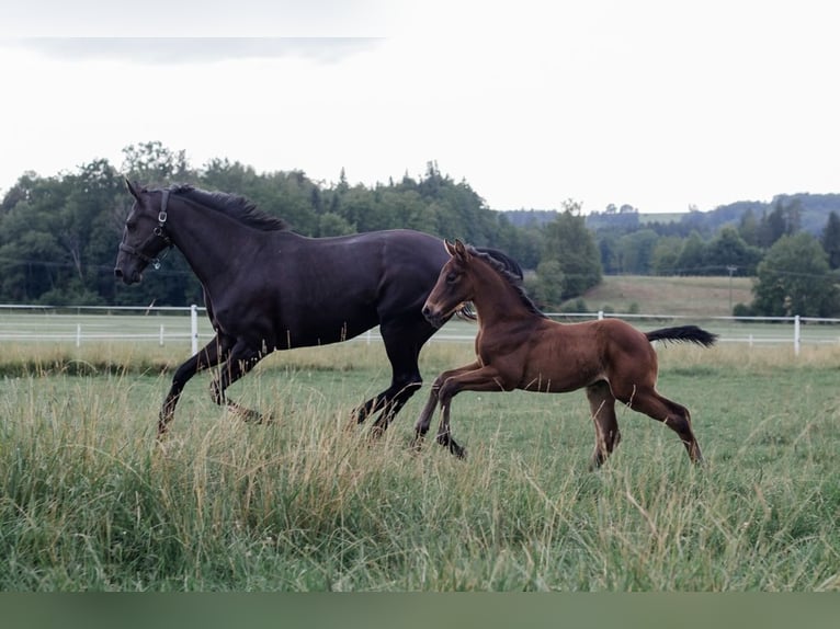 Hanoverian Mare 2 years 15,2 hh Bay-Dark in Wessobrunn