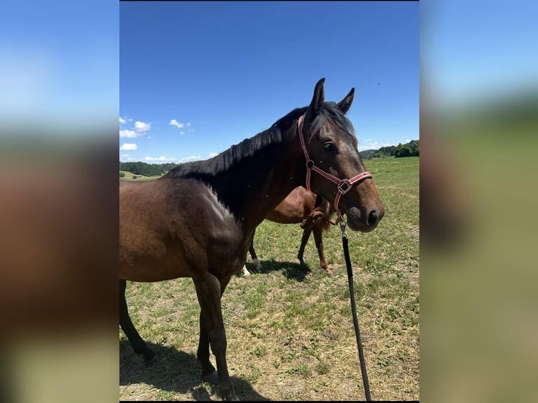 Hanoverian Mare 2 years 15,2 hh Bay-Dark in Wessobrunn