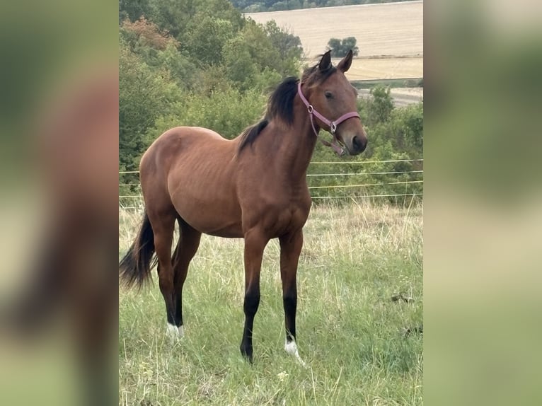 Hanoverian Mare 2 years 15,2 hh Brown in Eckartsberga