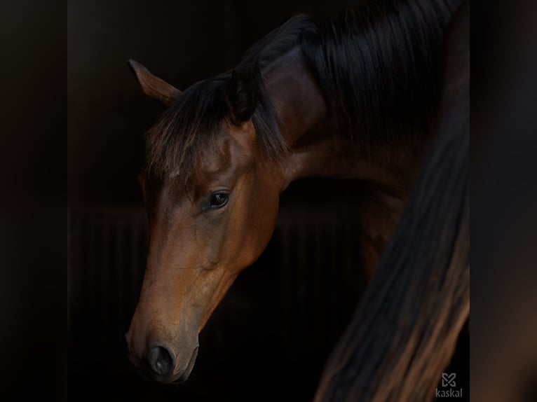 Hanoverian Mare 2 years 15,2 hh Brown in Spytkowice