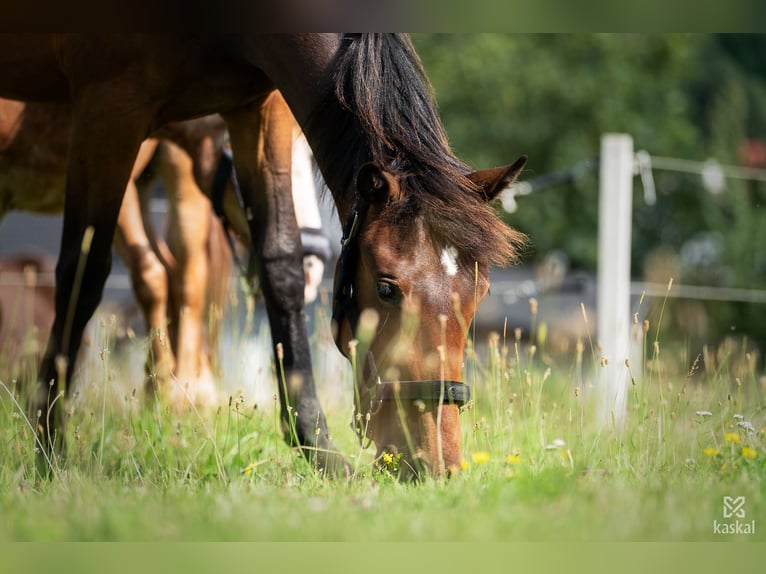 Hanoverian Mare 2 years 15,2 hh Brown in Spytkowice
