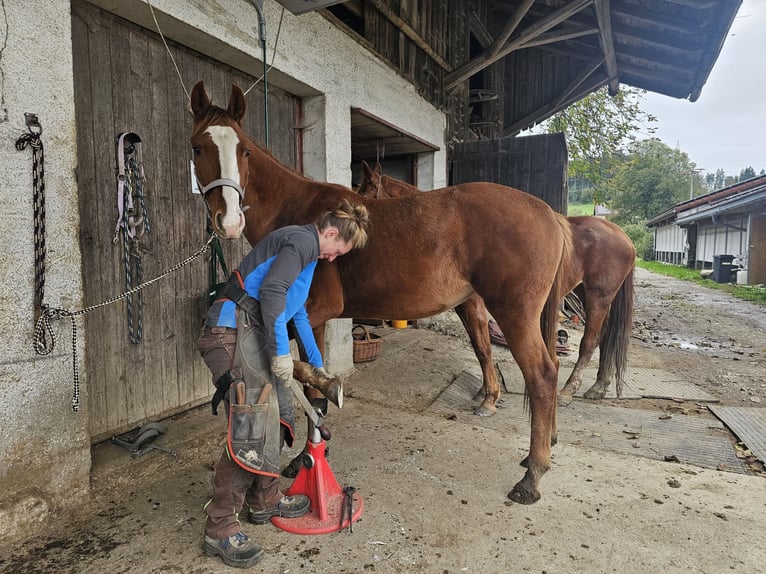 Hanoverian Mare 2 years 15,2 hh Chestnut-Red in Isny im Allg&#xE4;u