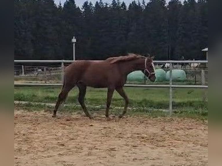 Hanoverian Mare 2 years 15,2 hh Chestnut-Red in Isny im Allg&#xE4;u