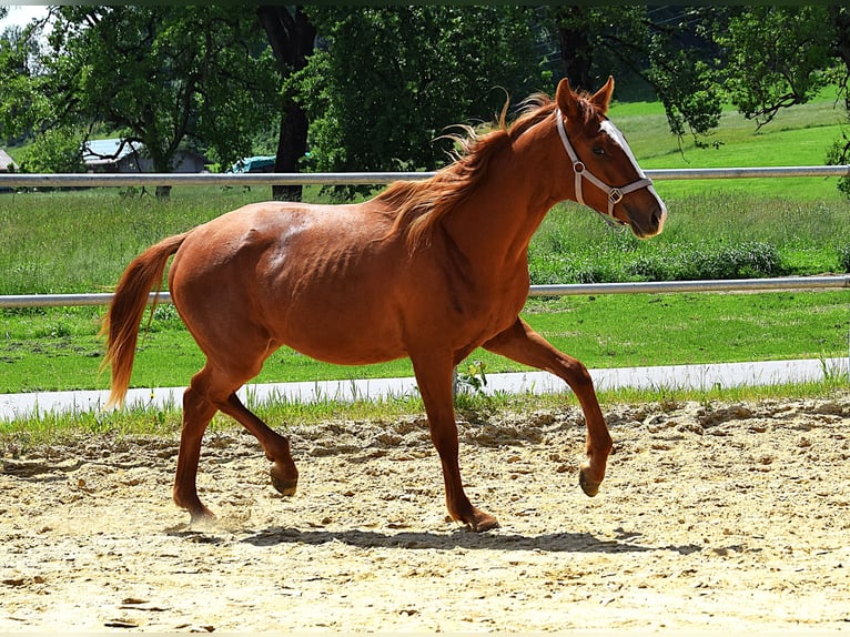 Hanoverian Mare 2 years 15,2 hh Chestnut-Red in Isny im Allg&#xE4;u