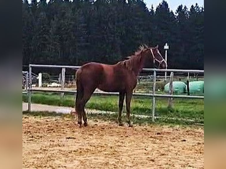 Hanoverian Mare 2 years 15,2 hh Chestnut-Red in Isny im Allg&#xE4;u