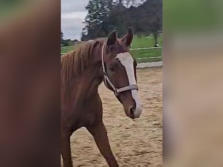 Hanoverian Mare 2 years 15,2 hh Chestnut-Red in Isny im Allg&#xE4;u