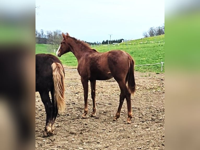 Hanoverian Mare 2 years 15,2 hh Chestnut-Red in Isny im Allg&#xE4;u