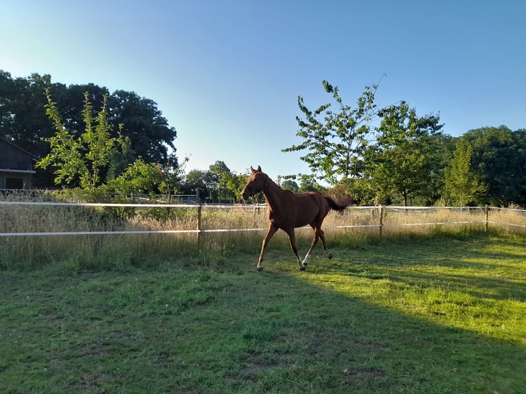 Hanoverian Mare 2 years 15,2 hh Chestnut-Red in Gescher