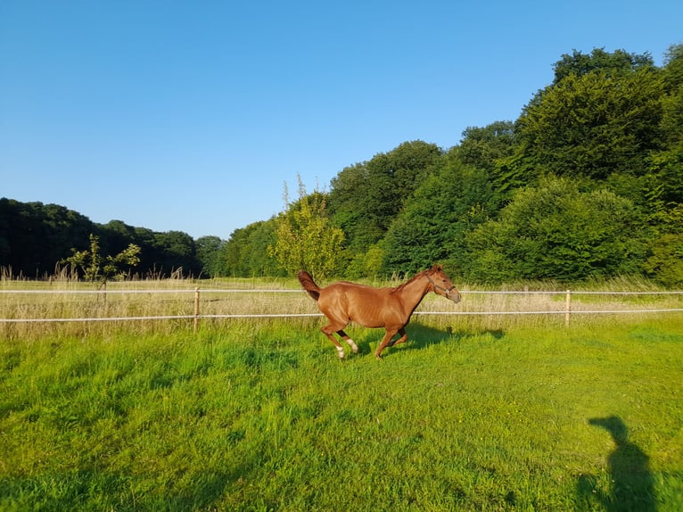 Hanoverian Mare 2 years 15,2 hh Chestnut-Red in Gescher