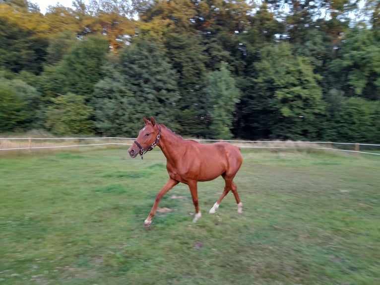 Hanoverian Mare 2 years 15,2 hh Chestnut-Red in Gescher