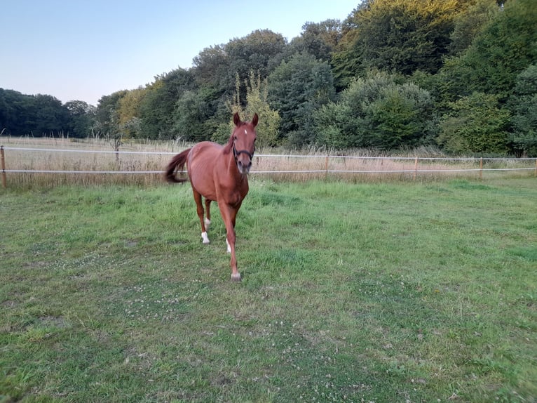 Hanoverian Mare 2 years 15,2 hh Chestnut-Red in Gescher