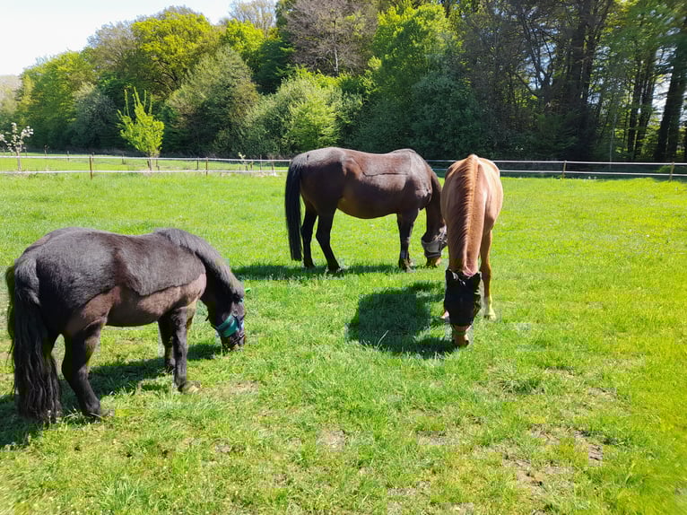 Hanoverian Mare 2 years 15,2 hh Chestnut-Red in Gescher
