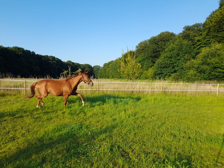 Hanoverian Mare 2 years 15,2 hh Chestnut-Red in Gescher