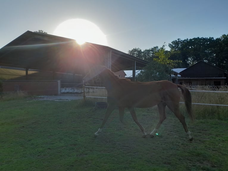 Hanoverian Mare 2 years 15,2 hh Chestnut-Red in Gescher