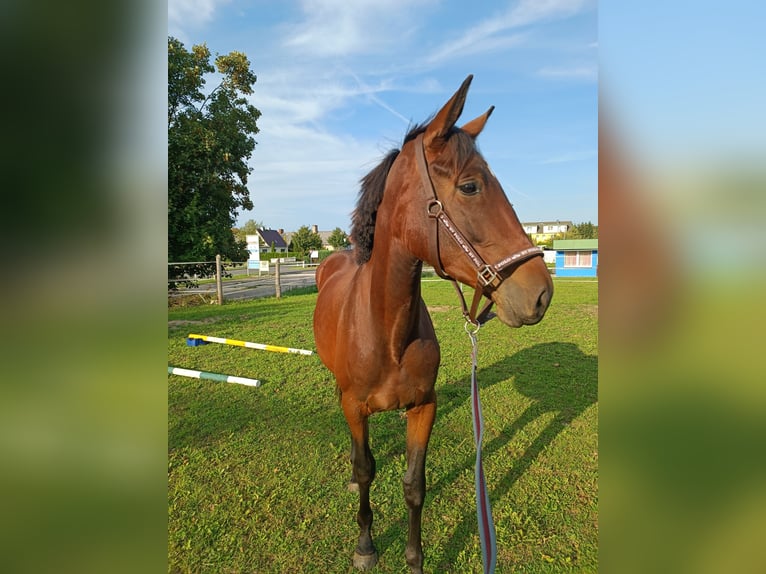Hanoverian Mare 2 years 15,3 hh Brown in Z&#xFC;ssow