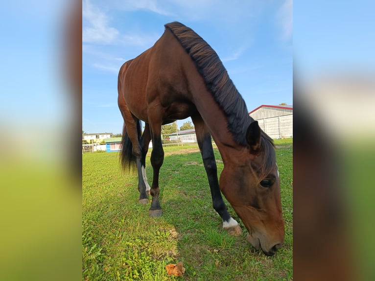 Hanoverian Mare 2 years 15,3 hh Brown in Z&#xFC;ssow