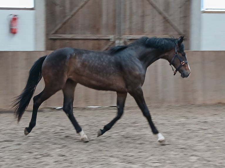 Hanoverian Mare 2 years 16.1 hh Bay-Dark in Barenburg
