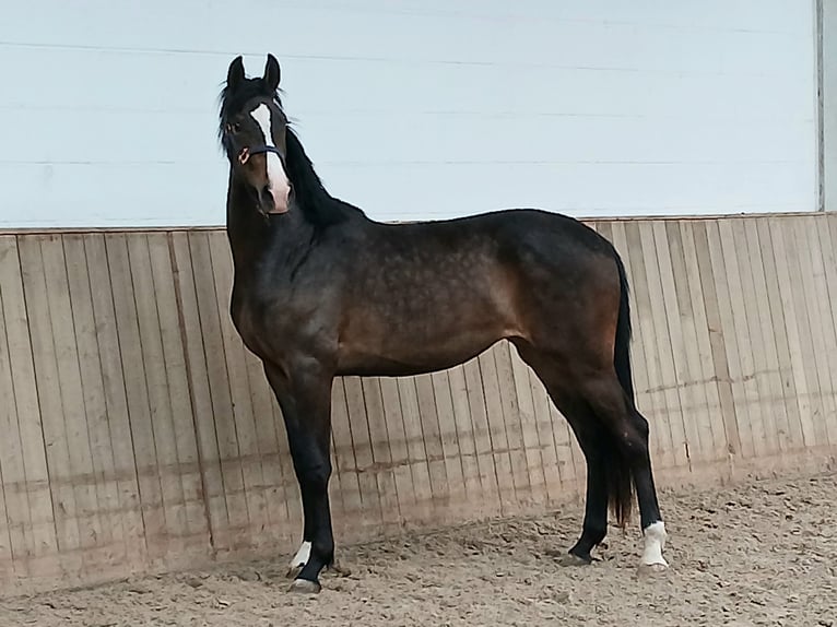 Hanoverian Mare 2 years 16.1 hh Bay-Dark in Barenburg